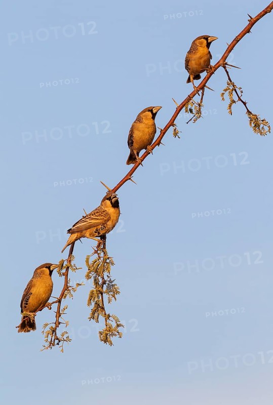 Sociable Weaver