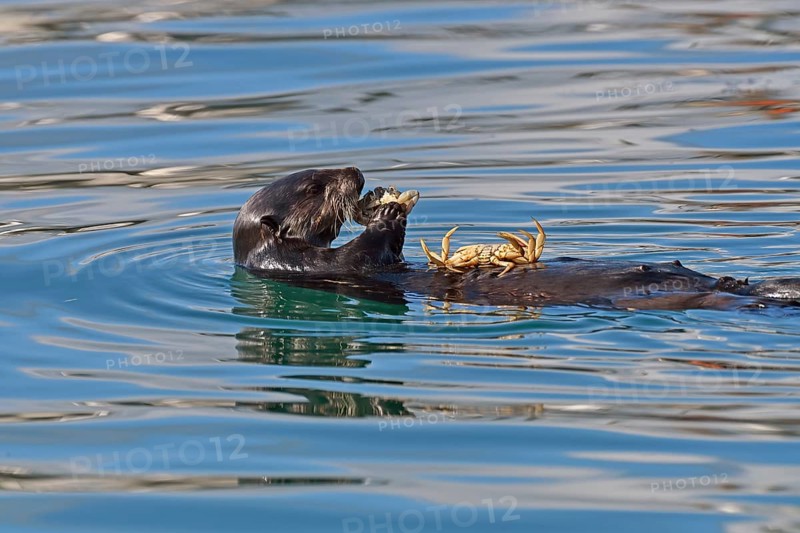 Sea otters