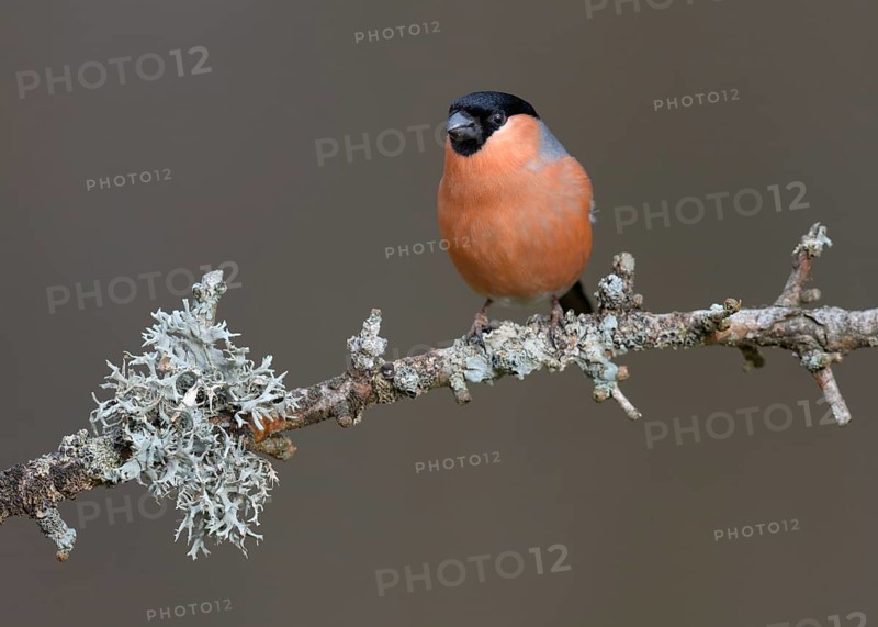 Eurasian bullfinch