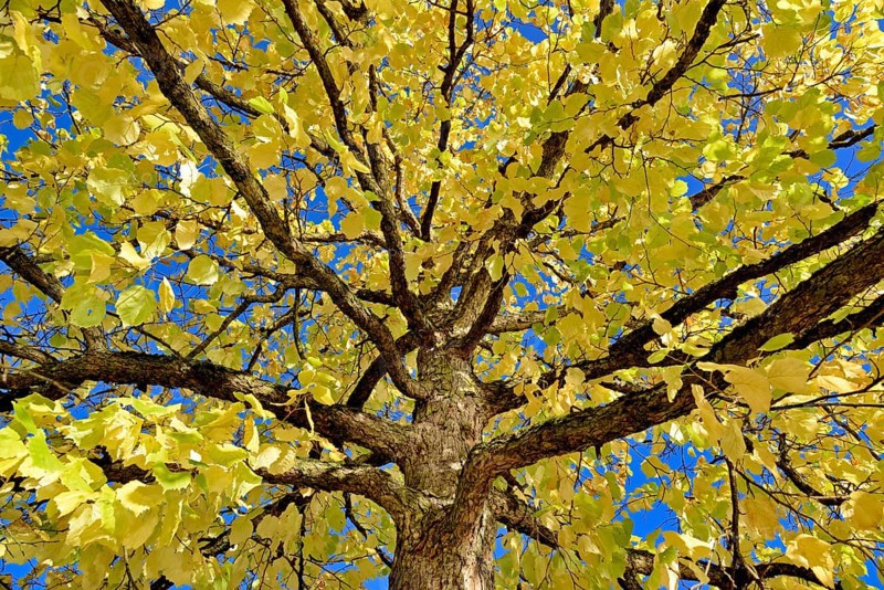 Turkish Hazel
