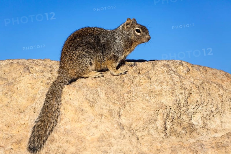 Rock squirrel