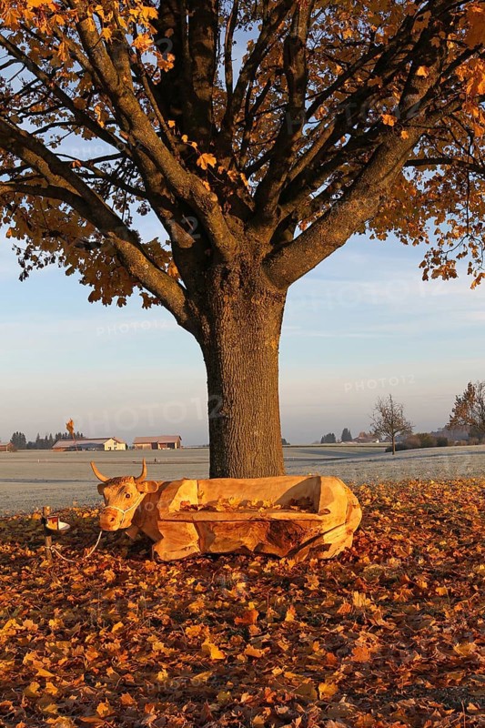 Bench carved into cow shape under Norway maple