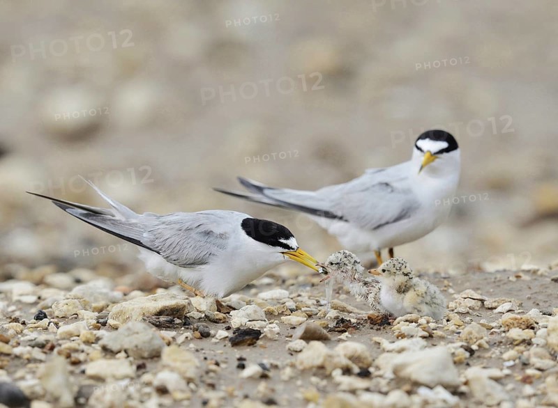 Least Tern