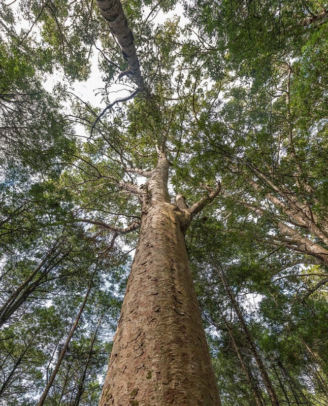 Kauri tree