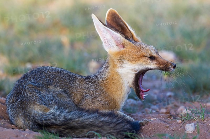 Cape Fox