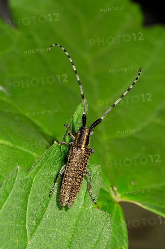 Golden-bloomed grey longhorn beetle