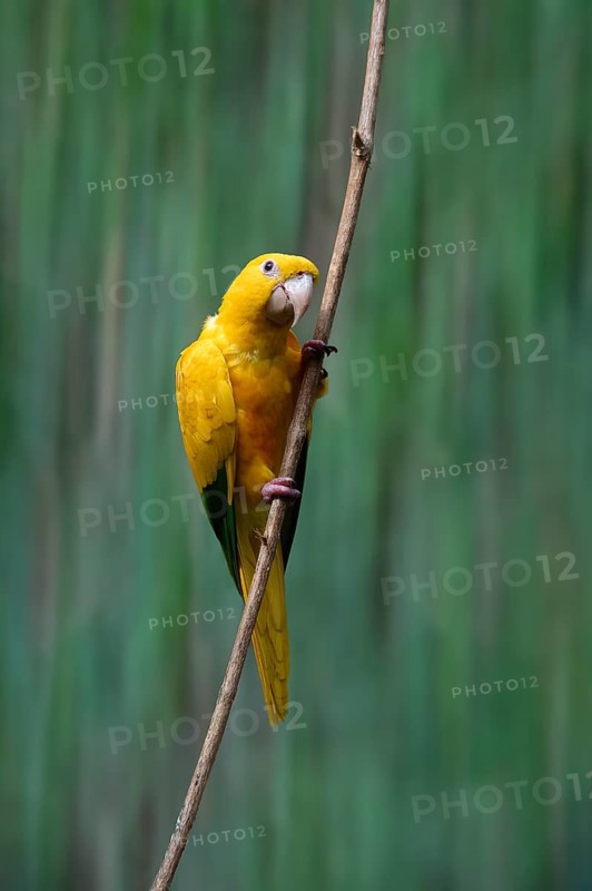 Golden parakeet or golden conure
