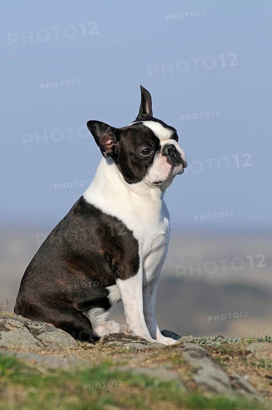 Boston Terrier