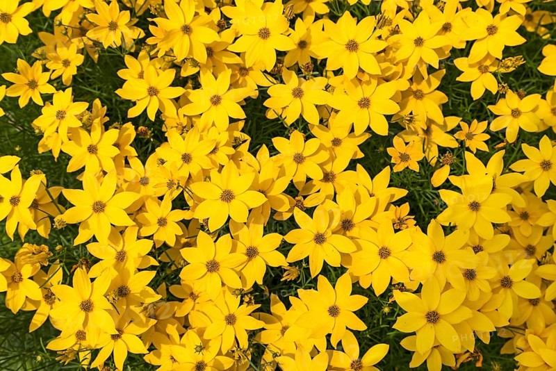 Whorled-leaved tickseed