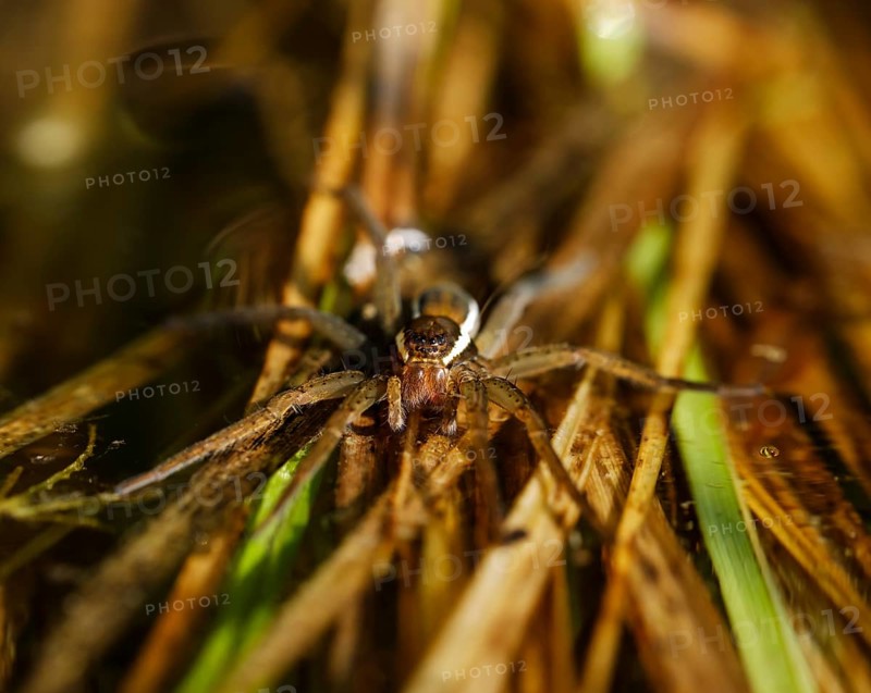 Raft spider