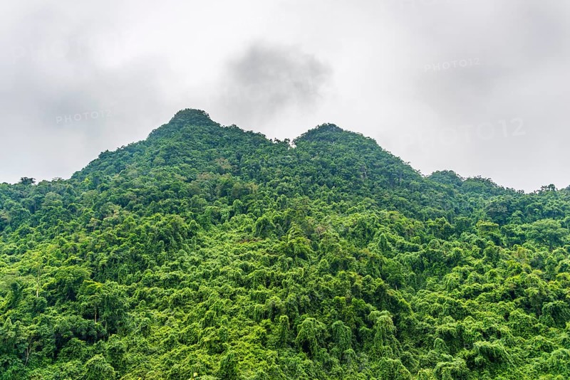 Evergreen rainforest
