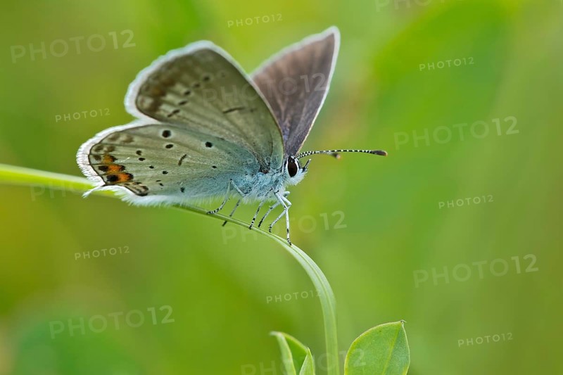 Short-tailed blue