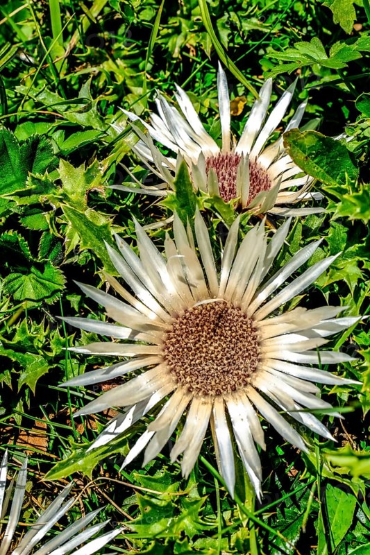 Carline thistle