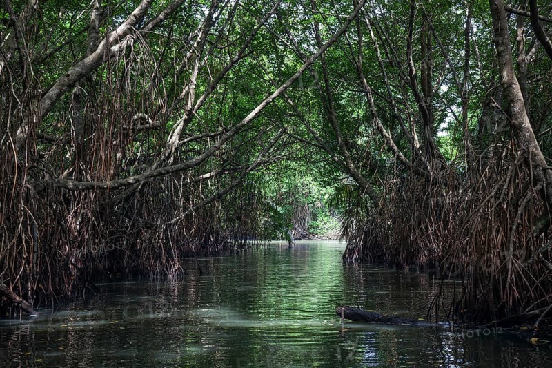 Mangrove forest