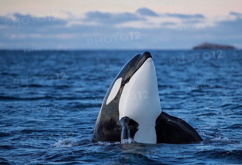 Orca or killer whale
