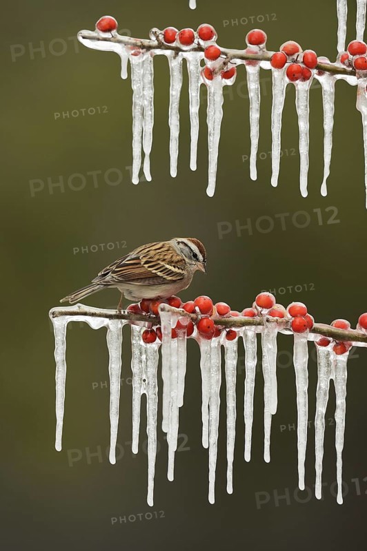 Chipping Sparrow