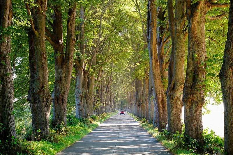Linden avenue
