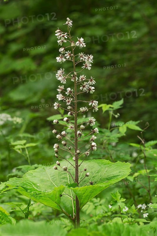Butterbur