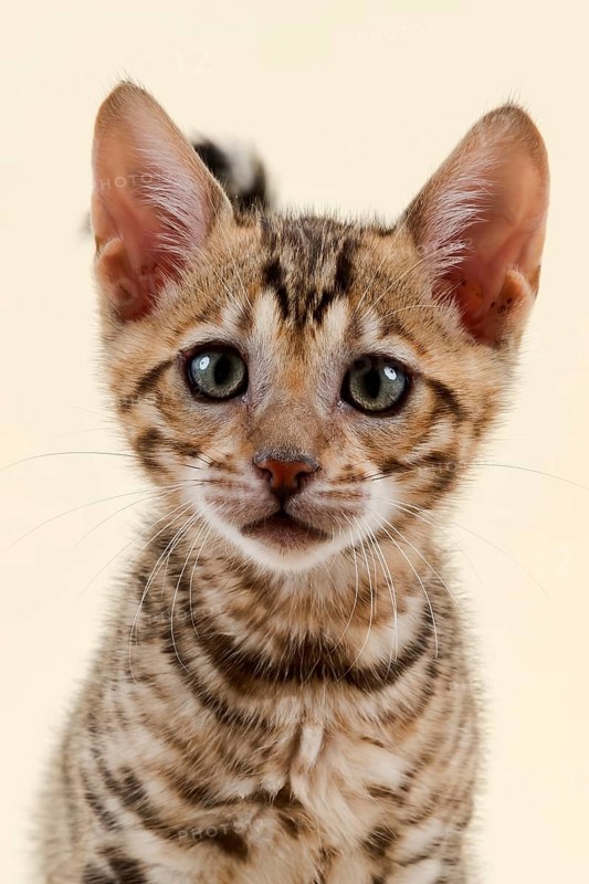 Breed cat Toyger