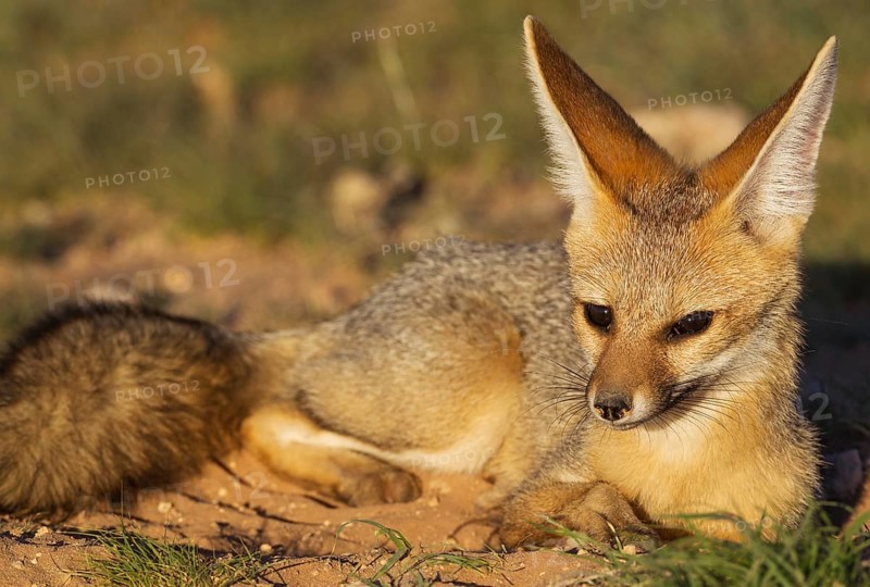 Cape Fox