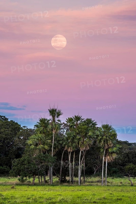 Landscape with moriche palm trees in the southern Pantanal