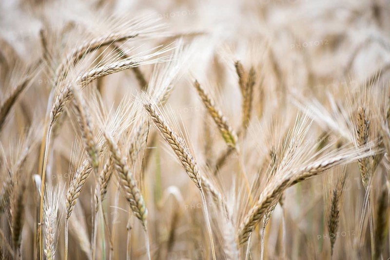 Triticale ears