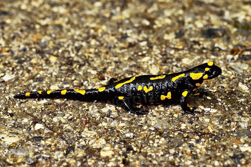 Fire salamander