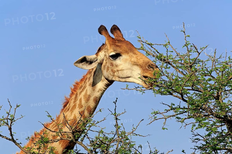 Cape Giraffe