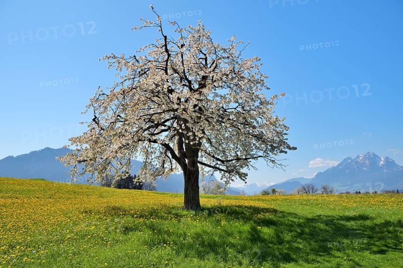 Flowering cherry tree