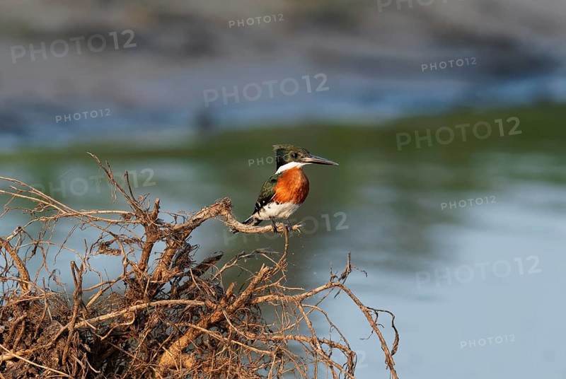 American Pygmy Kingfisher