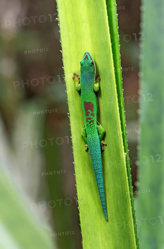 Lined day gecko