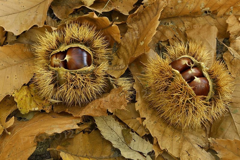 Two chestnuts