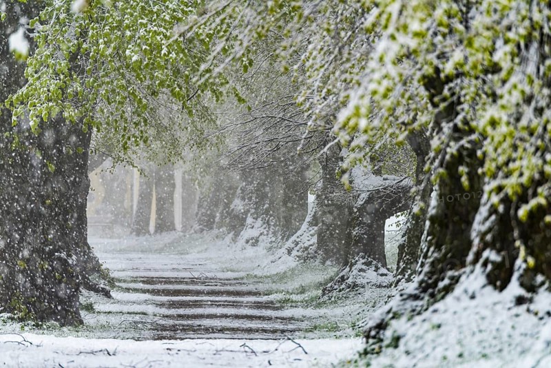Lime tree alley