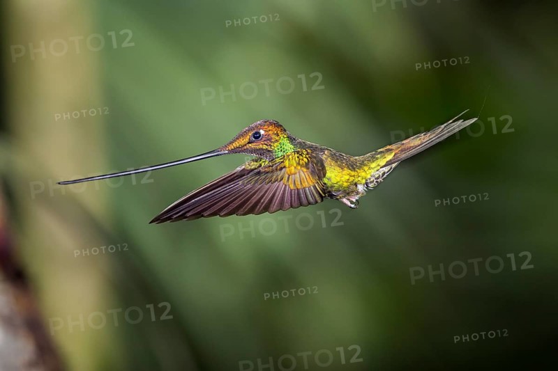 Sword-billed hummingbird