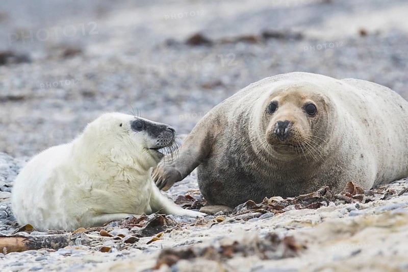 Grey seal