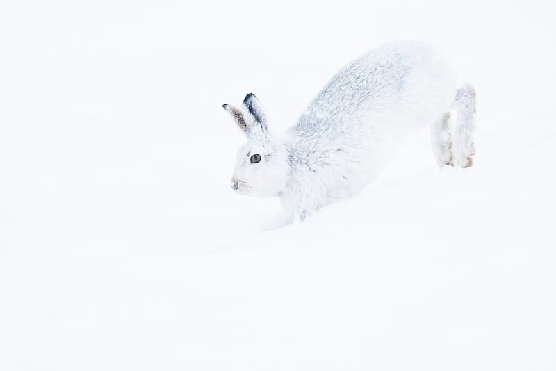 Mountain hare