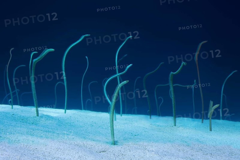 Group of Red Sea garden eels