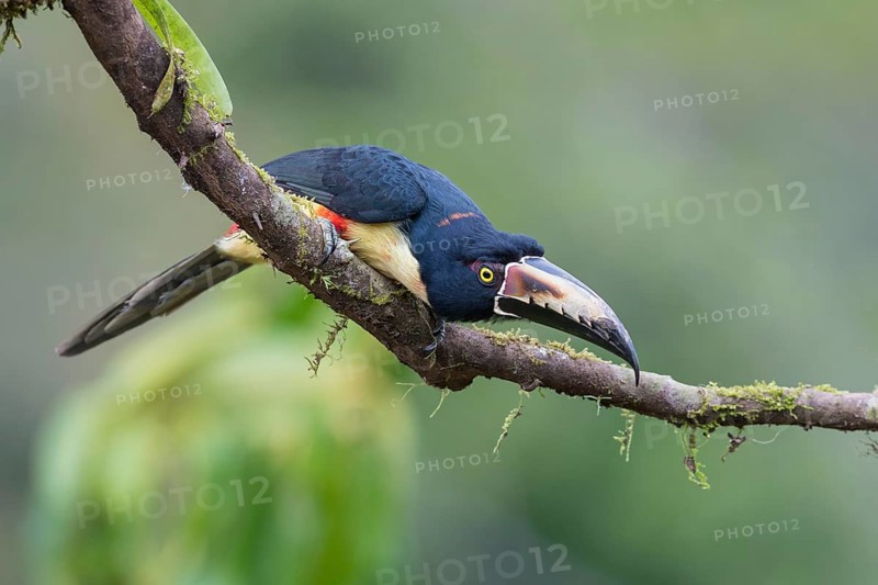 Collared aracari