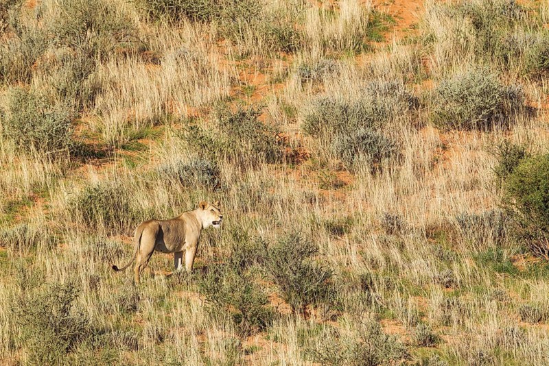 Lionesses