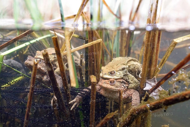 Common toad