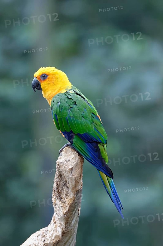 Jandaya Parakeet