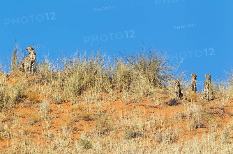 Cheetah