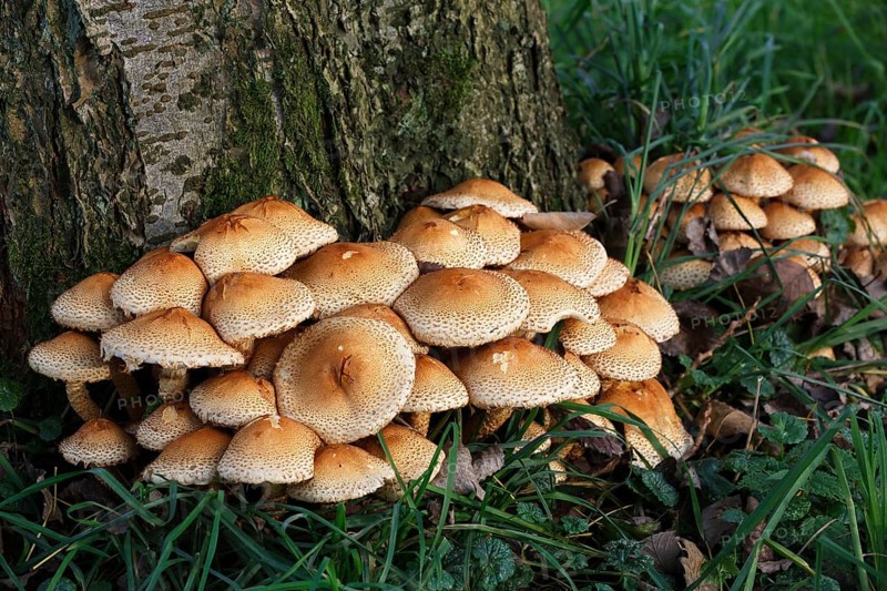 Shaggy scalycap