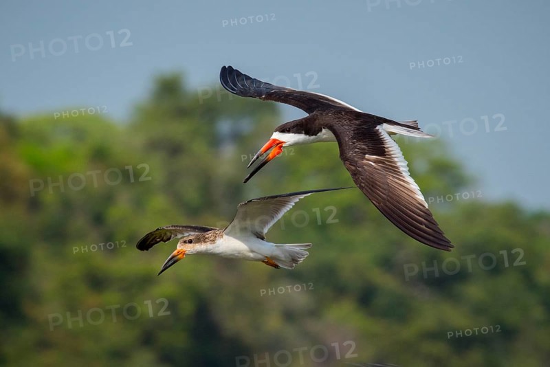 Black Skimmer