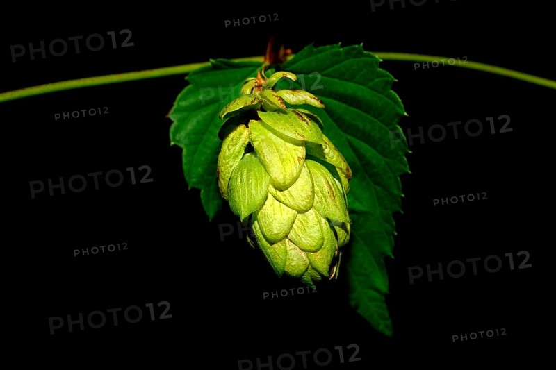 Common hop