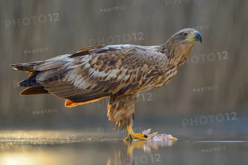 White-tailed eagle