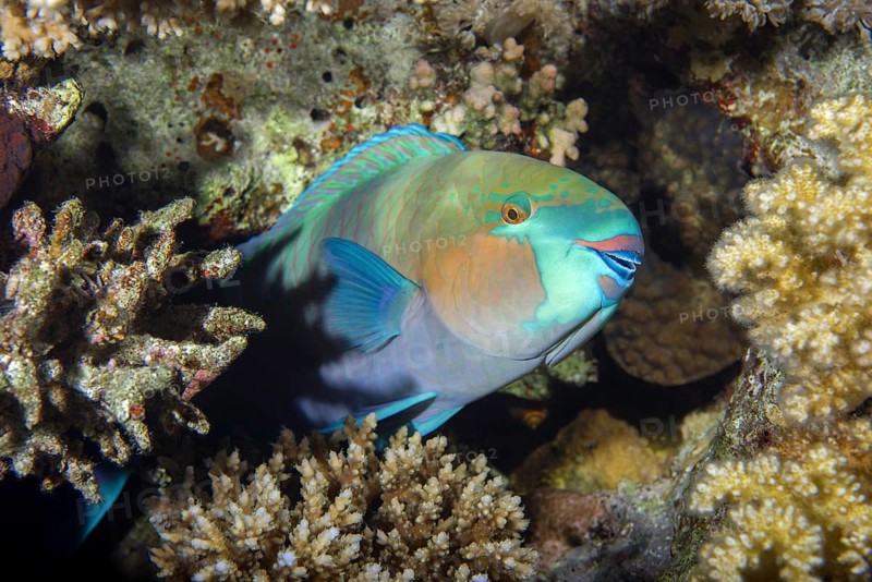 Daisy parrotfish