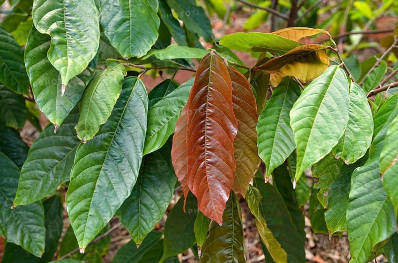 Cacao tree