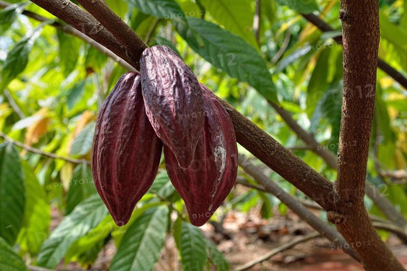 Red pods