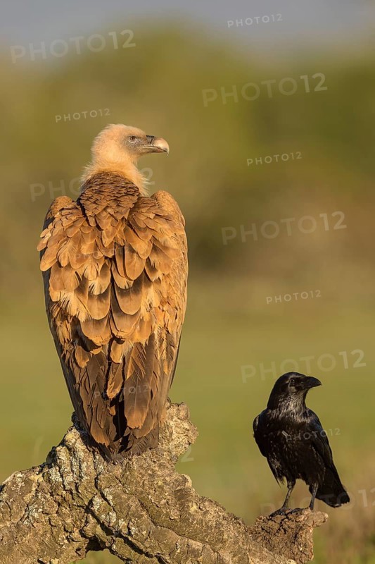 Griffon vulture